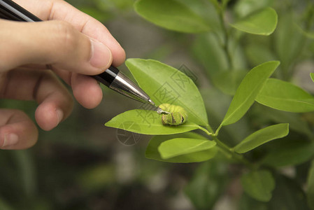 研究植物昆虫的生物技术科学家在橙图片