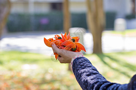 女人手上的森林鲜花之火或图片