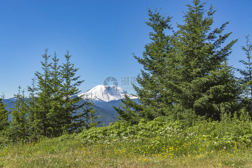 夏季在华盛顿兰尼埃山附近徒步旅行图片