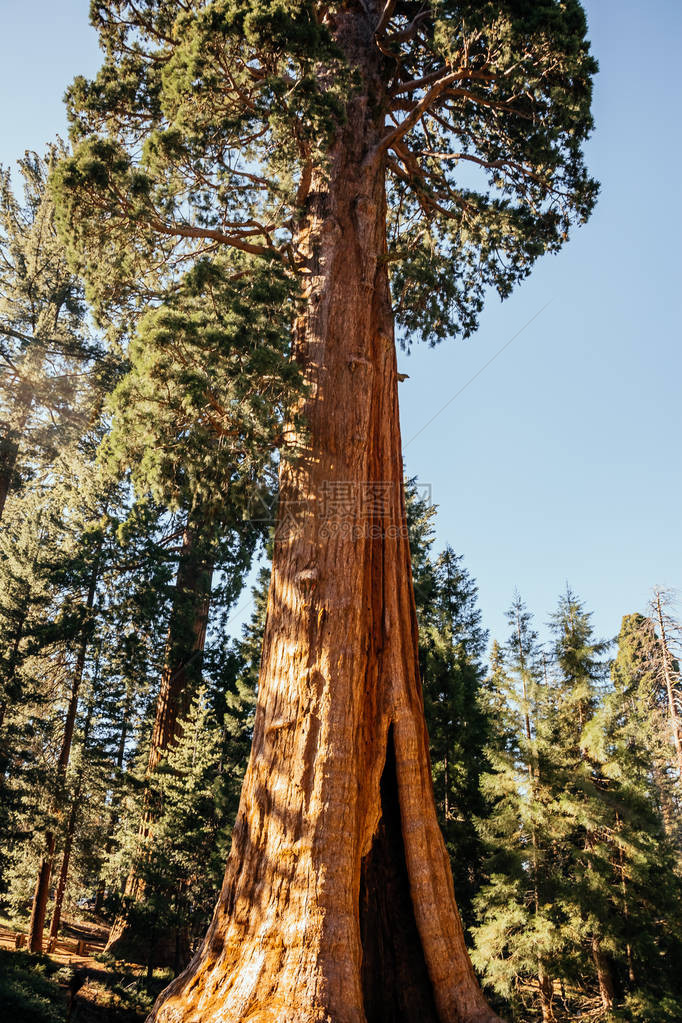 Sequeyadendron是塞科亚公园的一个古老的sequoia森林图片
