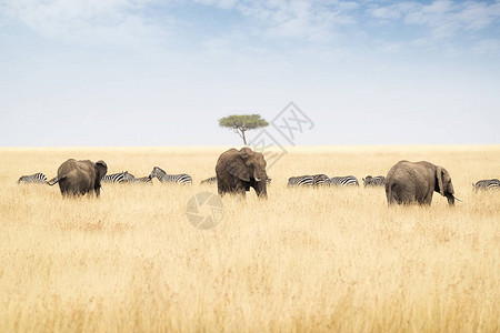 非洲Masai马拉高草原上的Zeb图片