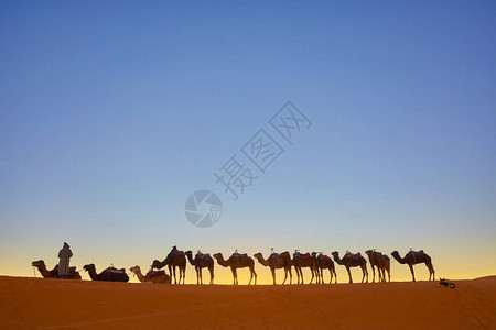 骆驼大篷车穿过摩洛哥撒哈拉图片