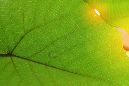 自然叶子背景的绿色单图片