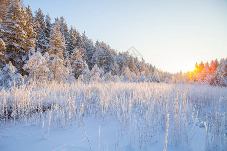 雪仙子般的白雪仙女在太阳光照耀下的森图片
