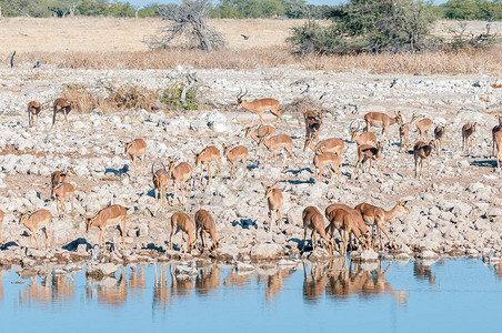 纳米比亚北部一个水井的一大批伊卜拉Aepycerosmelamp图片