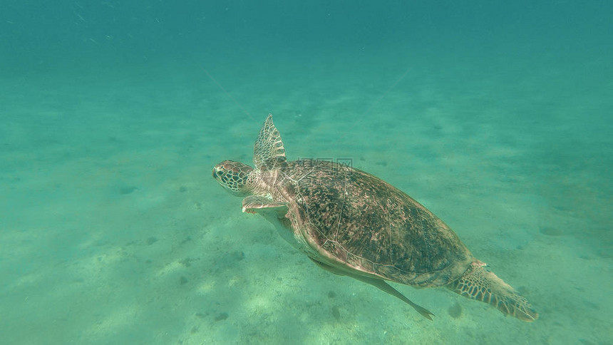 海龟在海中游泳红海图片