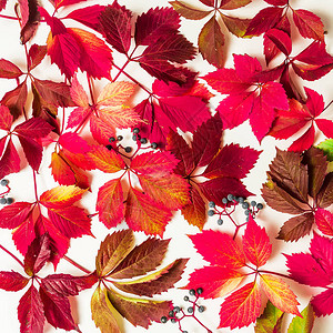 白色背景的红叶秋色图案平图片