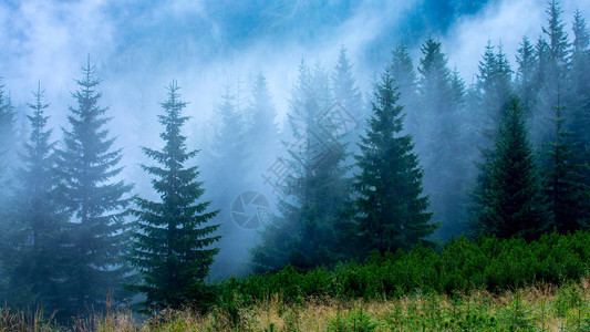 晨雾中的松树林景观图片