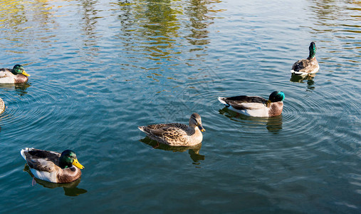 秋季有鸭子的池塘图片