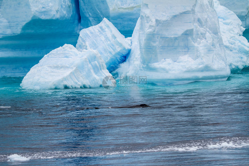 南极洲南极半岛帕尔默群岛纽迈尔海峡全球变暖布兰斯菲尔德海峡板图片