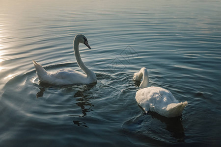 日落时湖上美丽的白天鹅图片