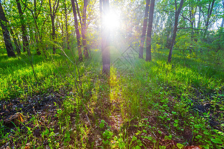 阳光下的夏日绿色森林图片