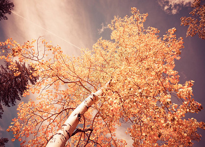 黄叶秋叶和蓝天空的树枝细树枝摘图片