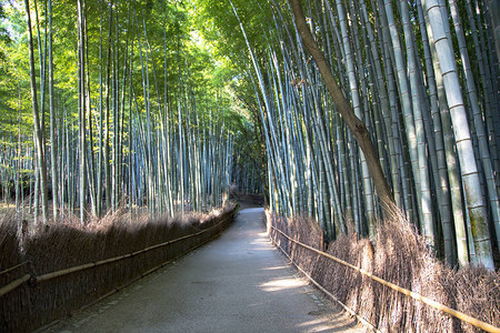 日本京都岚山的日本竹林岚山是京都西郊一个图片