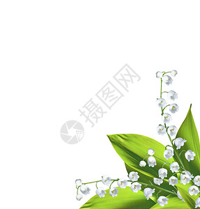 白色背景上的铃兰花背景图片