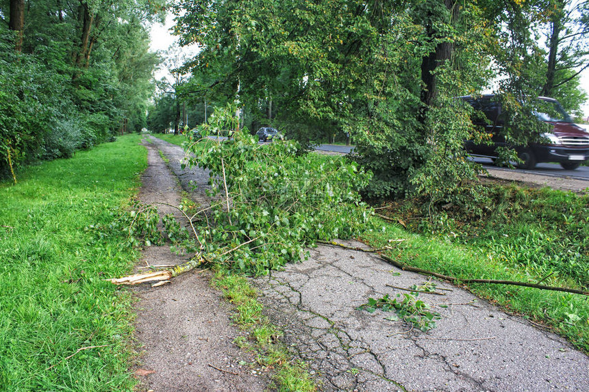 夏日被风暴折断的树躺在路上图片