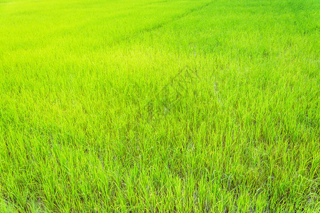 绿色稻田绿色稻田图片