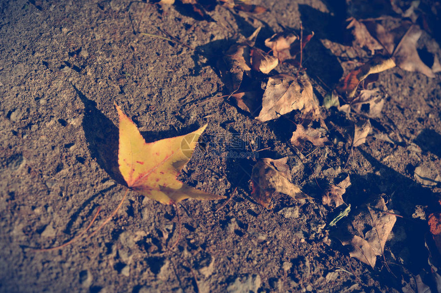 阳光下枫树的落叶地上的秋天枫叶图片