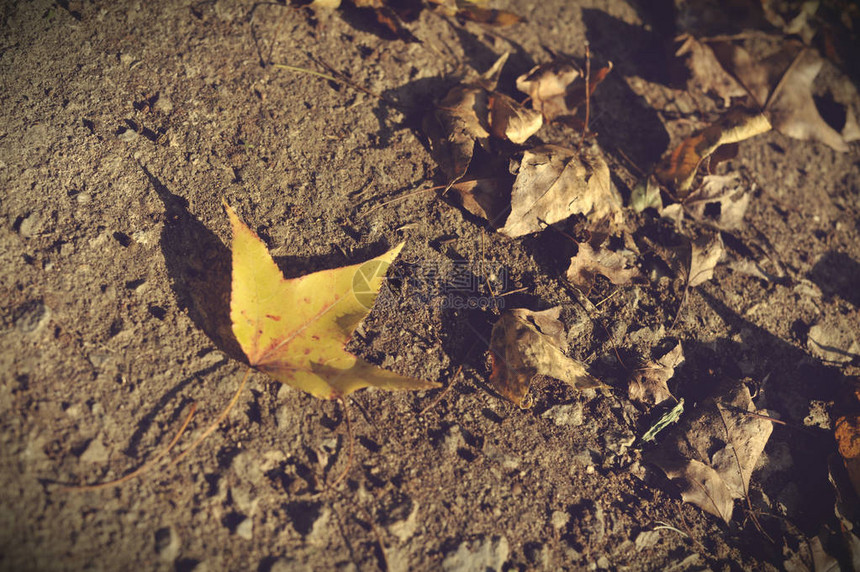 阳光下枫树的落叶地上的秋天枫叶图片