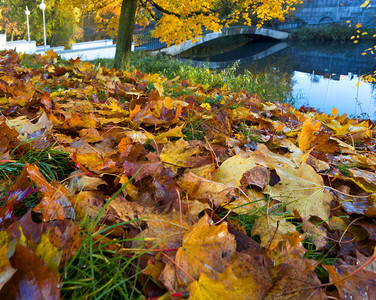 秋天的森林金色的秋天黄叶图片
