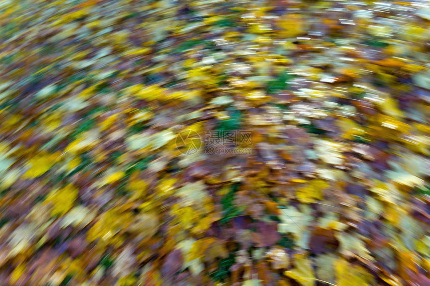秋天的森林的秋天黄叶图片