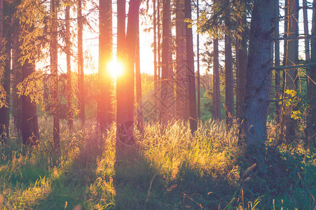 有太阳光芒的森林图片