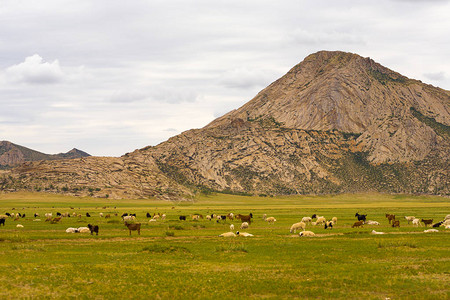 蒙古农村蒙古草原上的山羊绵羊和图片