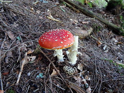 森林中发现的毒菌毒蘑菇毒蝇伞红图片