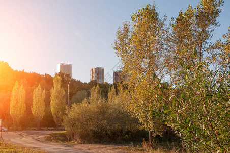 日落的秋天公园黄叶树图片