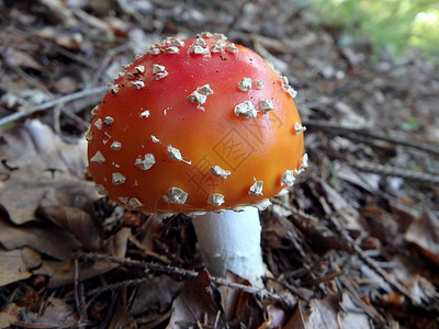 森林中发现的毒菌毒蘑菇毒蝇伞红图片