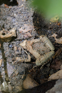 地上小青蛙的形象两栖动物动物图片