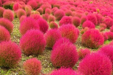 秋季的花朵图片