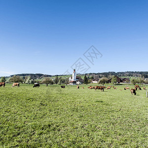 牛群放牧阿尔卑斯山新绿山牧场瑞士畜牧业田地和草原图片
