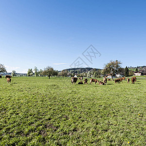 牛群放牧阿尔卑斯山新绿山牧场瑞士畜牧业田地和草原图片