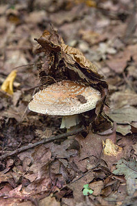 阳伞蘑菇被称为Macrolepiotaprocera或Lepiota是一种担子菌类真菌图片