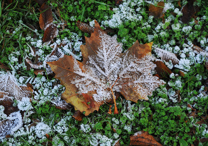 在地板上的秋叶与白霜图片