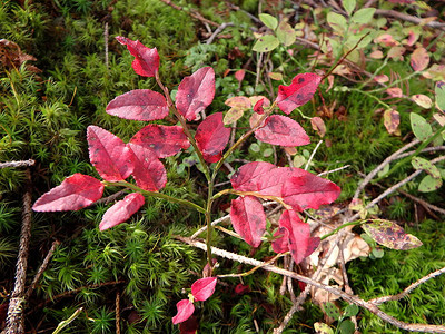 秋天的蓝莓树丛秋季的叶子蓝莓图片
