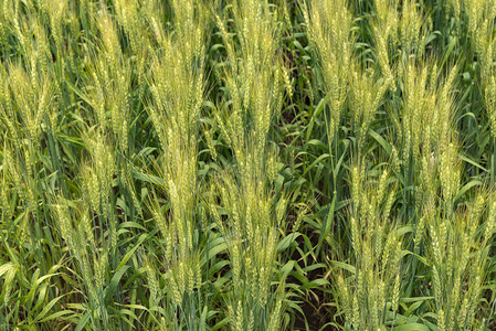 小麦的生产和收获图片
