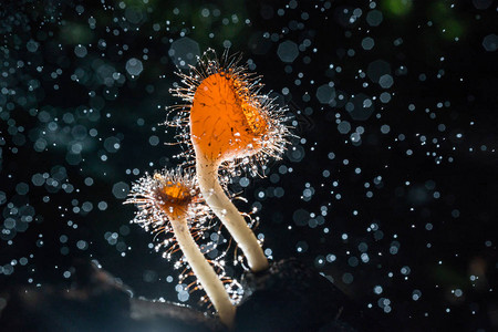 橙色蘑菇香槟蘑菇或睫毛杯蘑菇与森林中闪发光的水滴生态系统或生图片