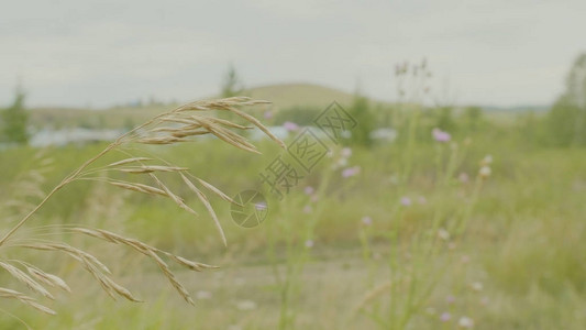 黄色的在绿色的田野里随风飘扬图片