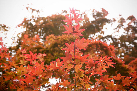 红色日本枫叶背景背景图片