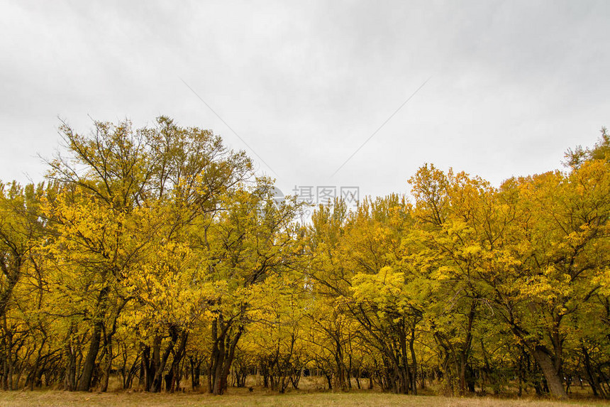 与黄树线的秋天风景图片