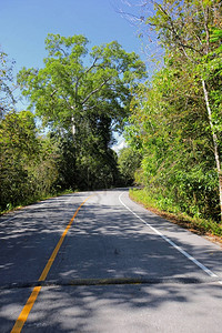 新鲜的绿树弯曲的道路图片