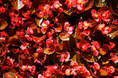 红色的花叶和红色的叶图片