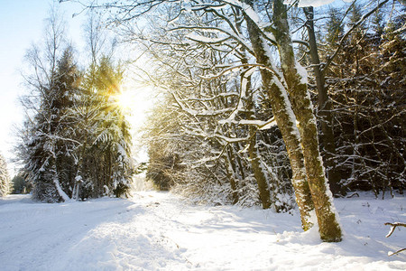 阳光照射在冬季森林里图片