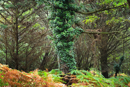 秋季落叶林中的毒常春藤覆盖了橡树图片