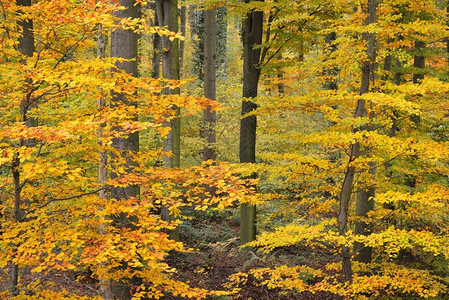 秋天美丽的山羊树林有黄色和橙色的叶子图片