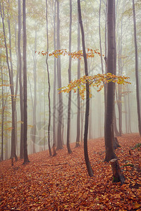 带轨道的雾木秋景图片