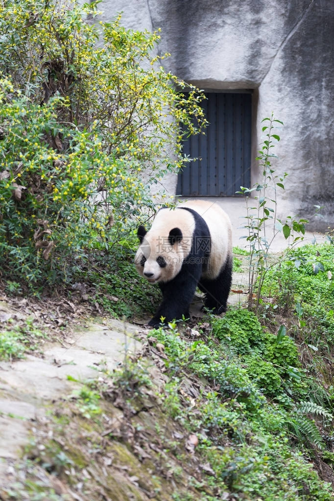 巨型熊猫在Chengd图片