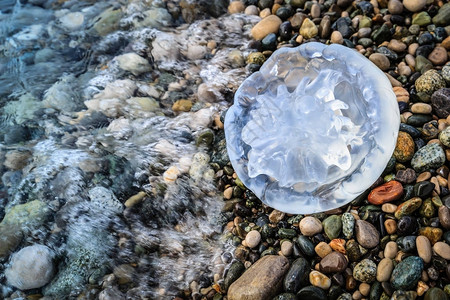 大水母躺在海的卵石滩上图片